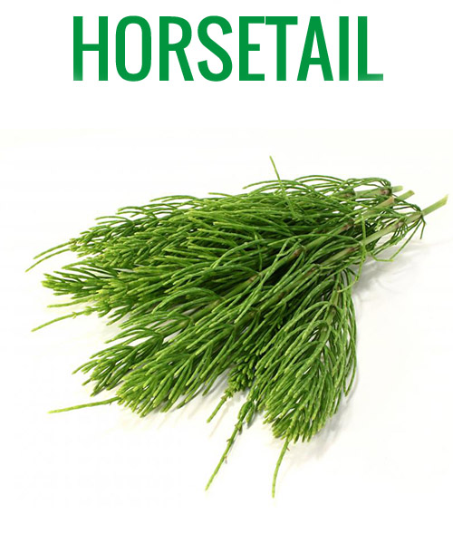 HORSETAIL