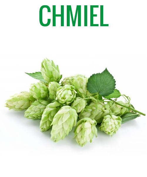 Chmiel