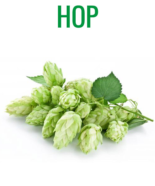 HOP